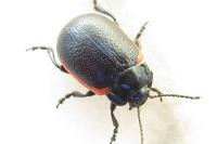 Chrysolina sanguinolenta