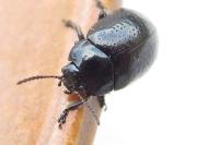 Chrysolina hyperici
