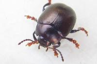 Chrysolina sturmi