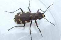 Cicindela hybrida