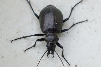 Calosoma inquisitor