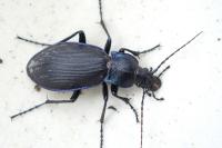 Carabus violaceus