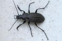 Carabus granulatus