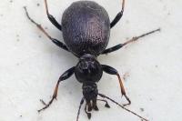 Cychrus attenuatus