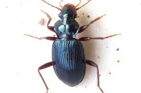 Leistus spinibarbis