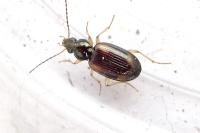 Bembidion tetracolum