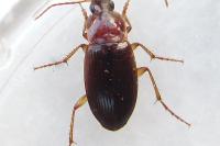 Calathus cinctus