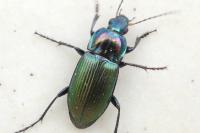 Poecilus versicolor