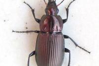Poecilus cupreus