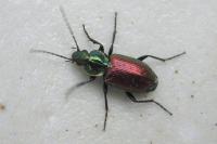 Agonum sexpunctatum