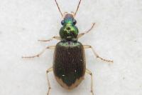 Chlaenius vestitus