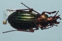Carabus auronitens