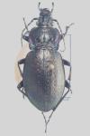 Carabus nemoralis