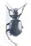 Calosoma inquisitor