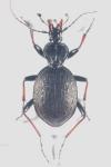 Cychrus attenuatus