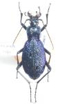 Carabus intricatus