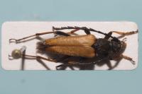Stictoleptura rubra