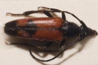 Stenurella bifasciata