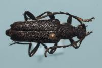 Stictoleptura scutellata