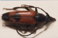 Stenurella bifasciata