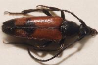 Stenurella bifasciata