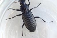Pterostichus niger