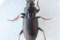 Pterostichus oblongopunctatus