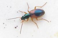 Anchomenus dorsalis