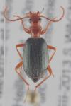 Brachinus explodens