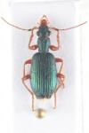 Drypta dentata