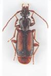 Polistichus connexus