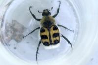 Trichius gallicus