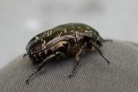 Liocola marmorata