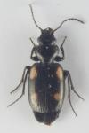 Lionychus quadrillum