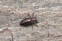 Chrysobothris affinis