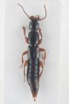Lathrobium brunnipes