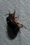 Odonteus armiger