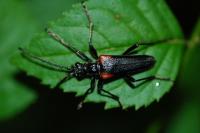 Anisorus quercus