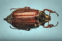 Melolontha melolontha