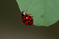 Harmonia axyridis