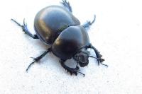 Trypocopris vernalis