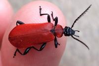 Pyrochroa coccinea