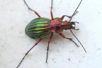 Carabus auronitens