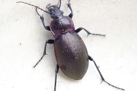 Carabus nemoralis
