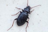 Nebria brevicollis