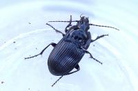Abax ovalis