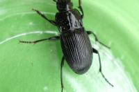 Abax parallelus