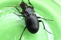 Abax parallelepipedus
