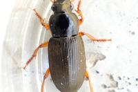 Pseudoophonus rufipes