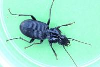 Pterostichus cristatus